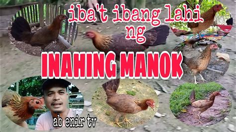 IBA'T IBANG LAHI NG INAHING MANOK .